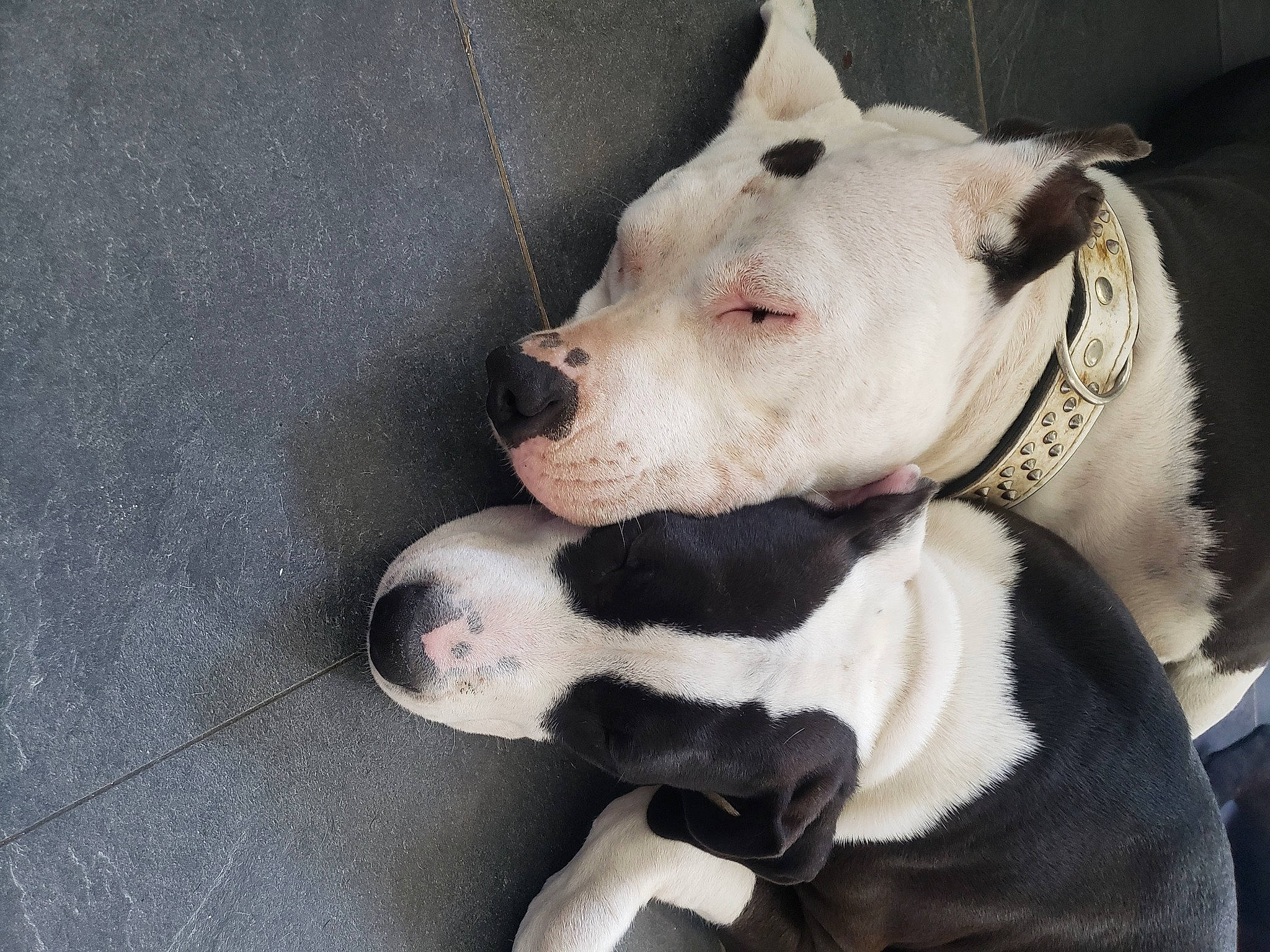 Ouna participe au concours pour gagner de l'argent avec cette photo : canidae, carnivore, collar, companion_dog, dog, dog_breed, dog_collar, dog_supply, fang, fawn, fur, grey, non_sporting_group, paw, pet_supply, snout, sporting_group, terrestrial_animal, whiskers, working_animal