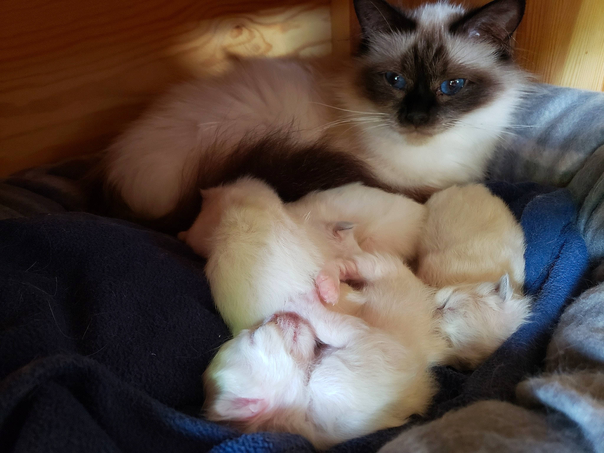 Qaleese participe au concours pour gagner de l'argent avec cette photo : balinese, birman, carnivore, cat, cat_supply, claw, comfort, companion_dog, dog_breed, fawn, felidae, fur, paw, siamese, small_to_medium_sized_cats, snout, tail, thai, whiskers