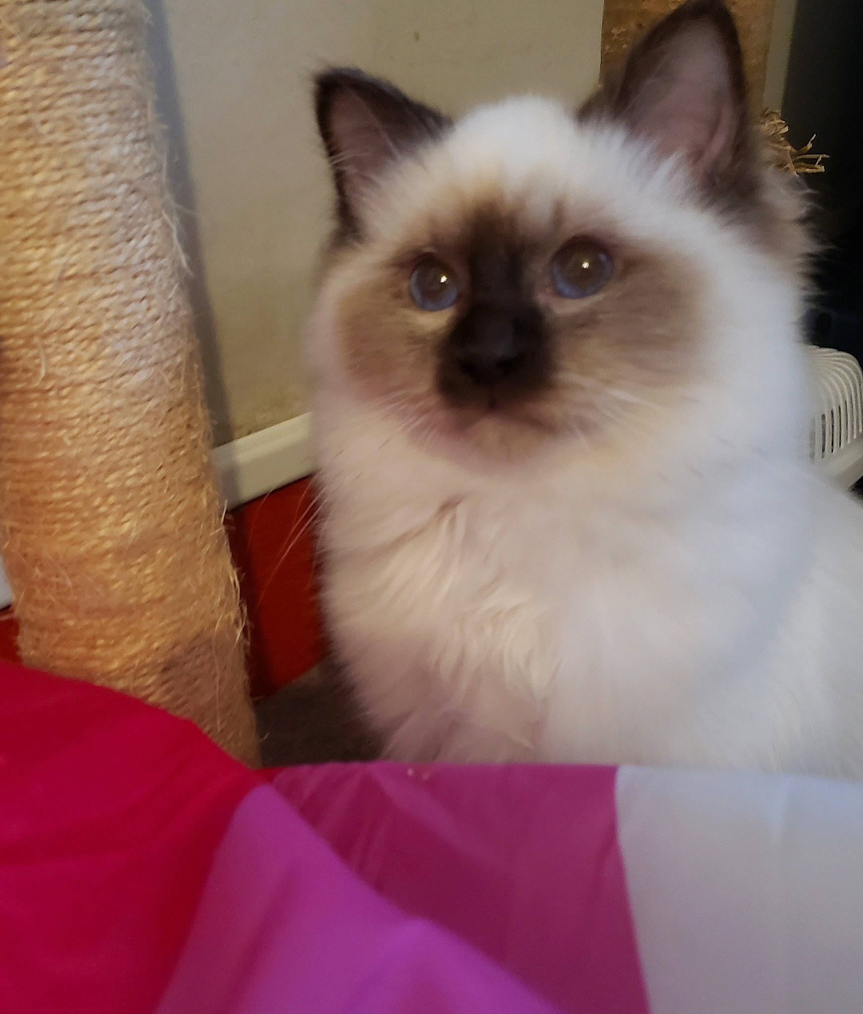 Thor a rejoint le concours — aidez-le/la à gagner de superbes lots ! balinese, birman, carnivore, cat, fawn, felidae, fur, iris, magenta, ragdoll, siamese, small_to_medium_sized_cats, snout, thai, whiskers