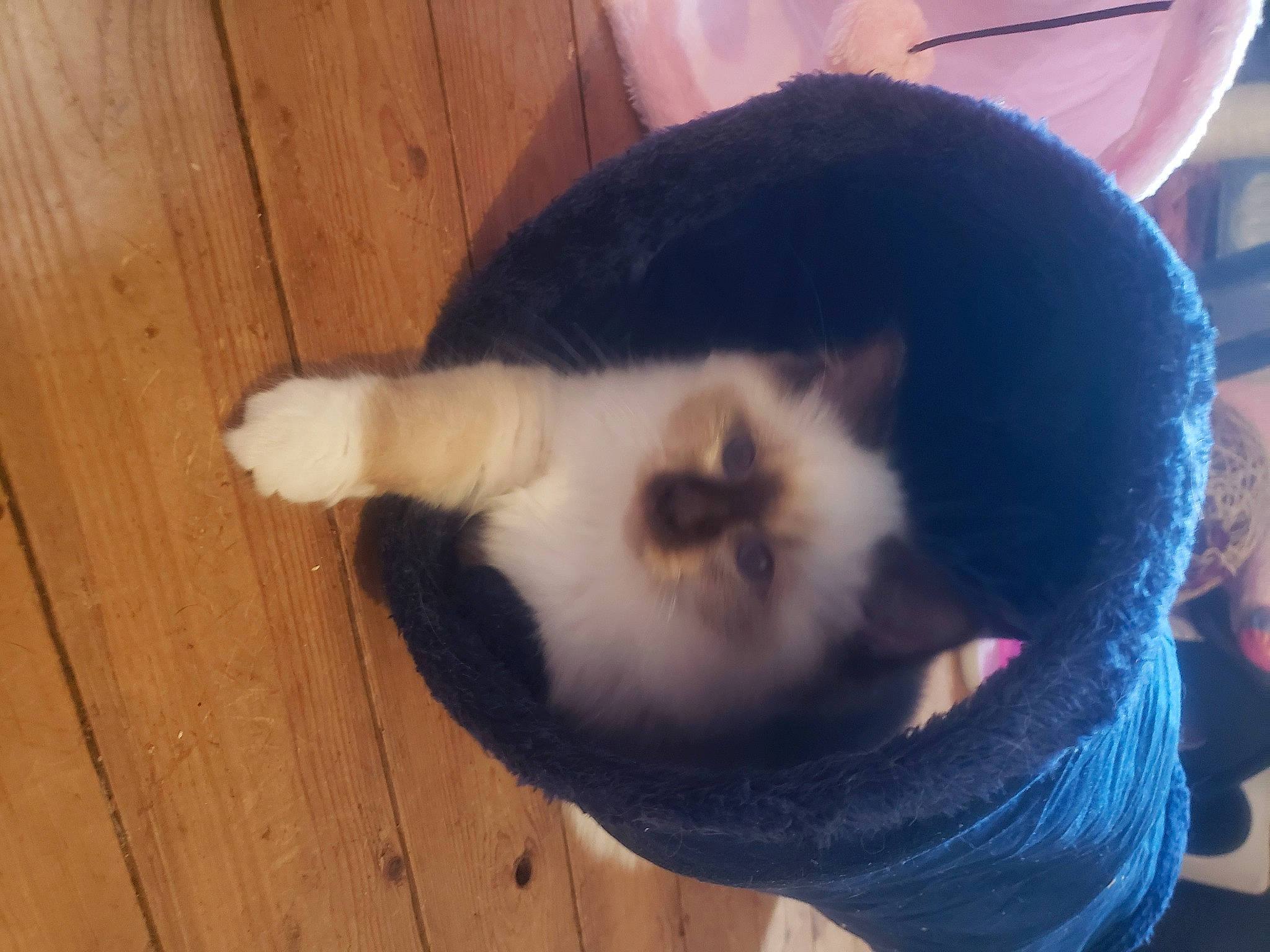 Thor a rejoint le concours — aidez-le/la à gagner de superbes lots ! canidae, carnivore, cat, comfort, dog_breed, domestic_short_haired_cat, felidae, flooring, fur, hardwood, plank, plywood, small_to_medium_sized_cats, snout, tail, varnish, whiskers, wood, wood_flooring, wood_stain