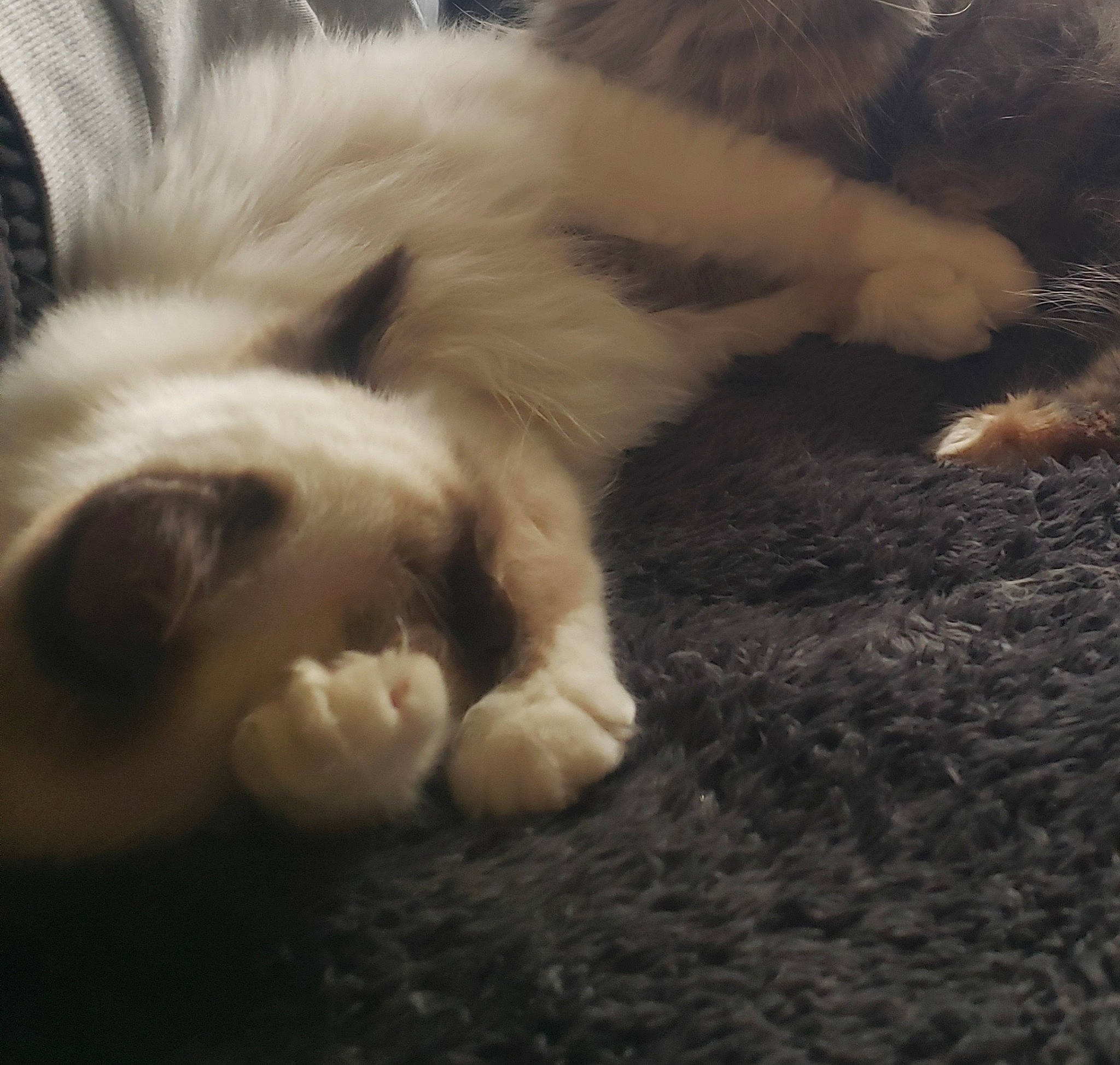 Thor participe au concours pour gagner de l'argent avec cette photo : canidae, carnivore, cat, claw, comfort, companion_dog, dog_breed, eye, fawn, felidae, fur, nap, paw, sleep, small_to_medium_sized_cats, snout, sporting_group, tail, terrestrial_animal, whiskers