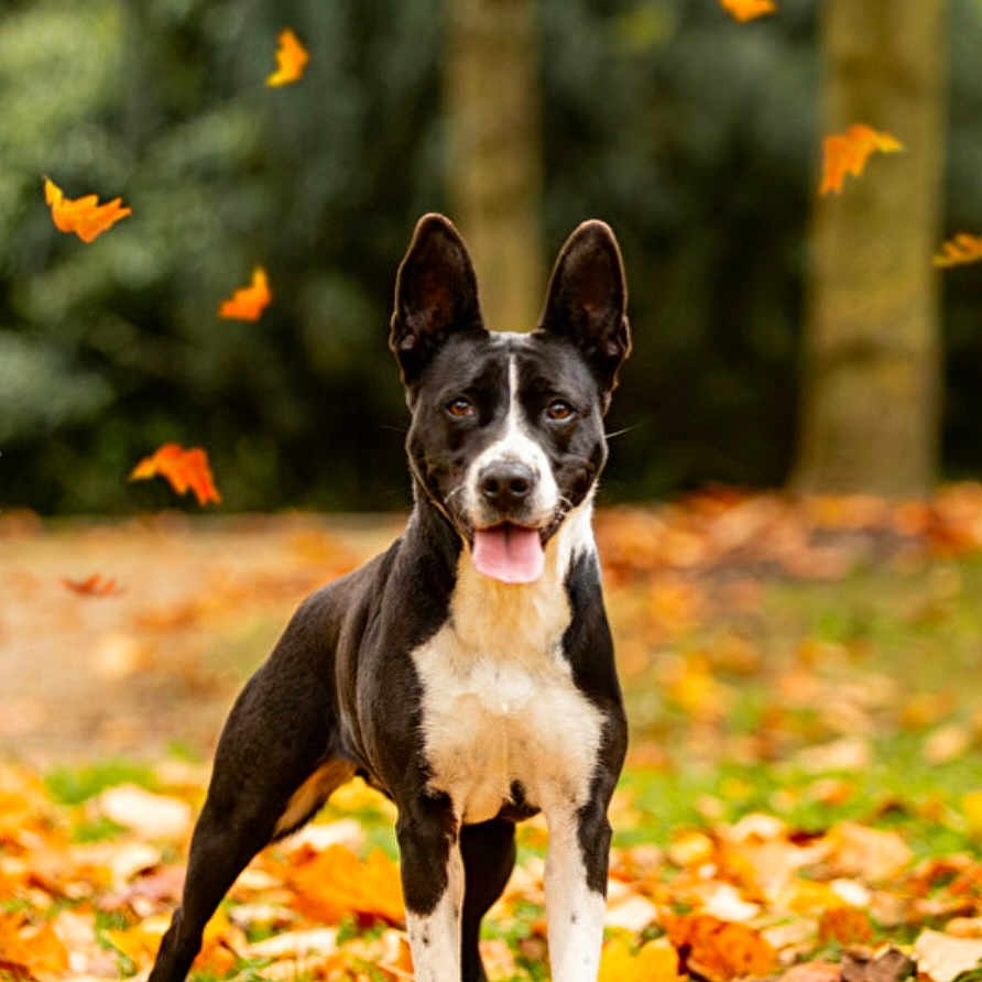 Laïka a rejoint le concours — aidez-le/la à gagner de superbes lots ! animal, autumn, bostonbull, bulldog, canine, dog, face, head, hound, leaf, maple, person, pet, photography, plant, pointer, portrait, puppy, tree, vegetation