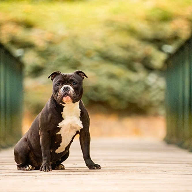 Kaïla participe au concours pour gagner de l'argent avec cette photo : animal, ball, boardwalk, bostonbull, boxer, bridge, bulldog, canine, dog, football, frenchbulldog, person, pet, pitbull, puppy, snout, soccer, soccerball, sport, walkingdog