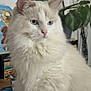 Wallace a rejoint le concours — aidez-le/la à gagner de superbes lots ! cat, fluffy, white_cat, blue_eyes, indoor, plant, houseplant, feline, portrait, pet, domestic_animal, whiskers, fur, cute, sitting, looking_away, home, animal, closeup, calm