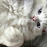 Wallace participe au concours pour gagner de l'argent avec cette photo : cat, fluffy, white_cat, blue_eyes, pet, animal, fur, whiskers, nose, closeup, lying_down, striped_fabric, cute, soft, cozy, indoor, portrait, relaxed, paw, feline