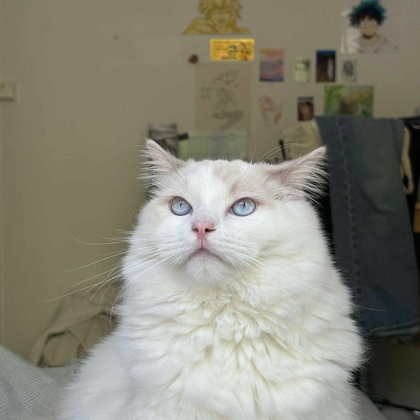 Wallace participe au concours pour gagner de l'argent avec cette photo : animal, blue_eyes, cat, clothing, cozy, cute, domestic_cat, feline, fluffy, fur, furniture, home, indoor, looking_up, pet, portrait, poster, wall_art, whiskers, white_cat