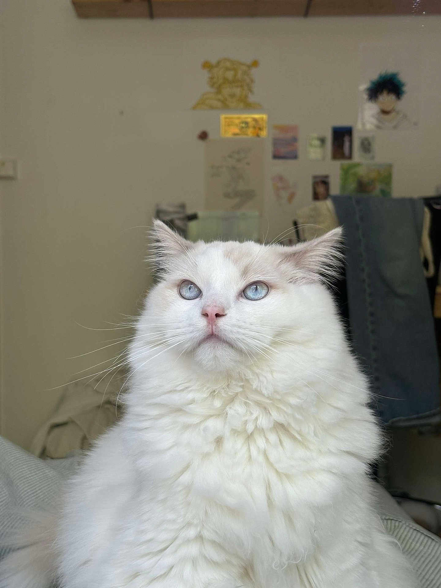 Wallace participe au concours pour gagner de l'argent avec cette photo : cat, white_cat, blue_eyes, fluffy, indoor, pet, feline, portrait, animal, cute, domestic_cat, fur, whiskers, looking_up, home, wall_art, poster, clothing, furniture, cozy