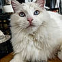 Wallace participe au concours pour gagner de l'argent avec cette photo : cat, fluffy, white_cat, blue_eyes, jewelry, bracelet, watch, chain, beads, wooden_surface, indoor, pet, closeup, portrait, furniture, decor, buddha_statue, whiskers, paw, soft_fur
