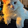 cat, fluffy, white_cat, indoor, couch, sunlight, cozy, pet, feline, relaxed, fur, closeup, animal, home, living_room, plant, bookshelf, portrait, curious, paw