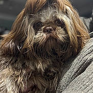 Bobby joined the competition — help win amazing prizes! dog, shaggy_coat, fluffy, pet, animal, brown_fur, close_up, indoor, blanket, resting, cute, fur, portrait, face, mammal, companion, domestic_animal, cozy, relaxed, cute_pet