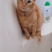 Tigger is registered to the contest to win money with this photo: cat, orange_tabby, pet, bathtub, bathroom, bottle, body_wash, cucumber, white_background, collar, blue_collar, indoor, sitting, curious, feline, fur, whiskers, ears, paws, tail