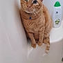 cat, orange_tabby, pet, bathtub, bathroom, bottle, body_wash, cucumber, white_background, collar, blue_collar, indoor, sitting, curious, feline, fur, whiskers, ears, paws, tail