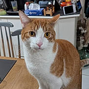 Alfred participe au concours pour gagner de l'argent avec cette photo : cat, orange_and_white, sitting, table, wooden_table, kitchen, appliances, fruit_bowl, domestic, curious, pet, indoor, feline, orange_fur, white_fur, eyes, whiskers, ears, floor, chair