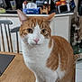 cat, orange_and_white, sitting, table, wooden_table, kitchen, appliances, fruit_bowl, domestic, curious, pet, indoor, feline, orange_fur, white_fur, eyes, whiskers, ears, floor, chair