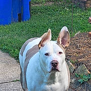 Ghost joined the competition — help win amazing prizes! dog, white_dog, tan_patches, ears_up, alert, backyard, grass, garden, mulch, rocks, sidewalk, trash_bin, outdoor, pet, canine, nature, summer, daylight, fence, yard