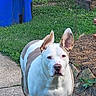 dog, white_dog, tan_patches, ears_up, alert, backyard, grass, garden, mulch, rocks, sidewalk, trash_bin, outdoor, pet, canine, nature, summer, daylight, fence, yard