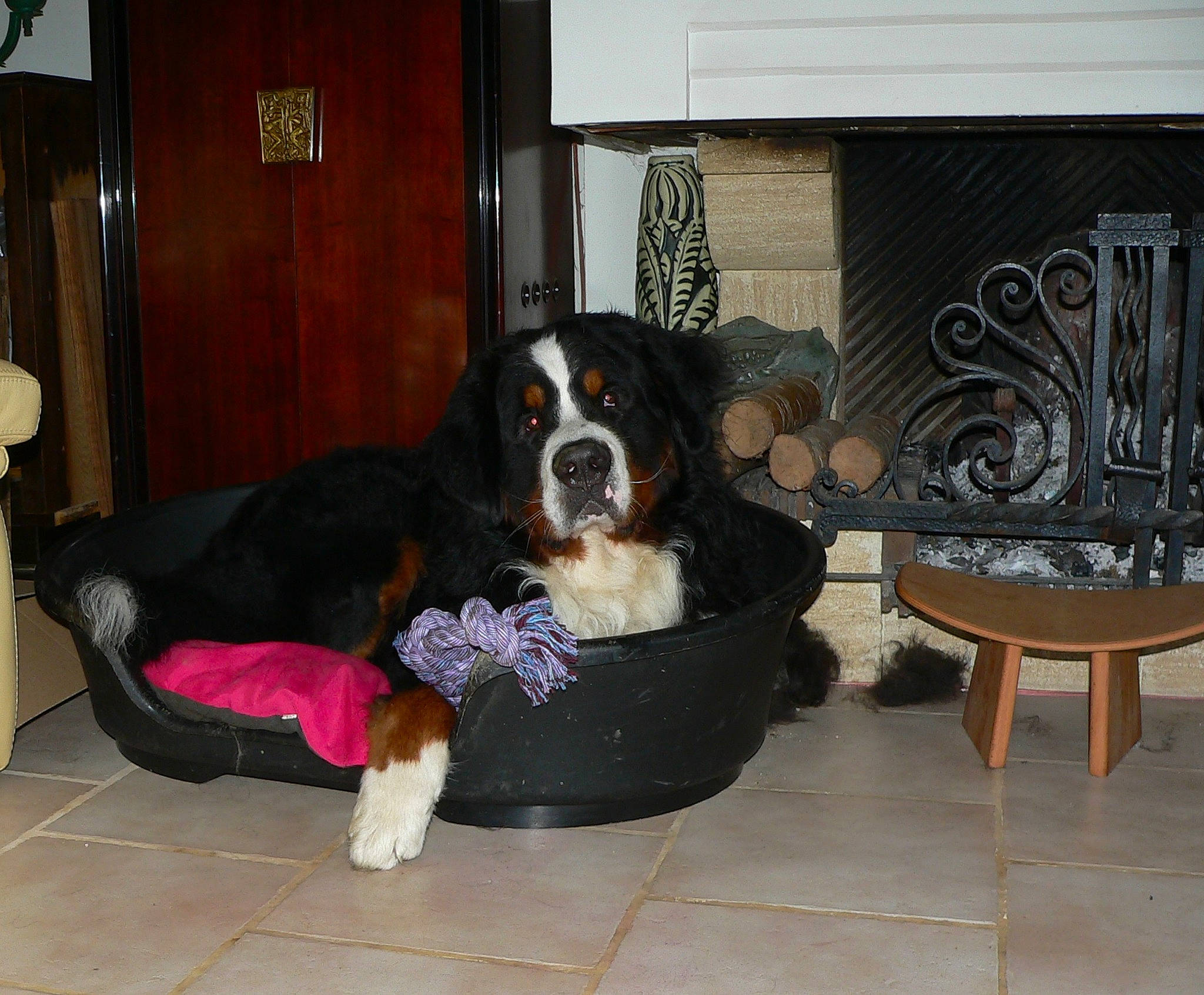 Hermès participe au concours pour gagner de l'argent avec cette photo : appenzeller_sennenhund, bernese_mountain_dog, canidae, carnivore, companion_dog, dog, dog_breed, entlebucher_mountain_dog, greater_swiss_mountain_dog, mammal, sporting_group, st_bernard, vertebrate, working_dog