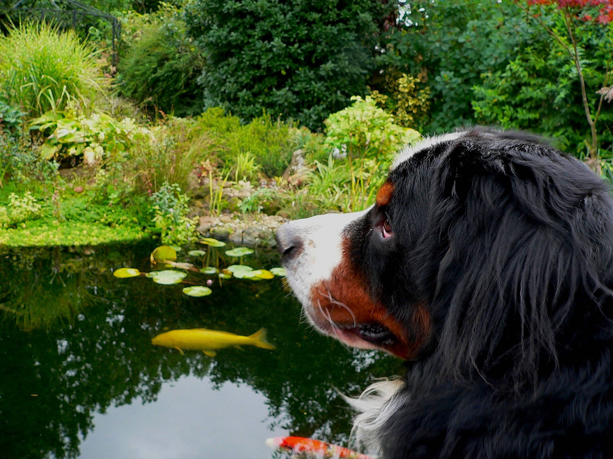 Hermès a rejoint le concours — aidez-le/la à gagner de superbes lots ! bernese_mountain_dog, canidae, carnivore, dog, dog_breed, entlebucher_mountain_dog, grass, greater_swiss_mountain_dog, mammal, sporting_group, vertebrate, water, watercourse, working_dog