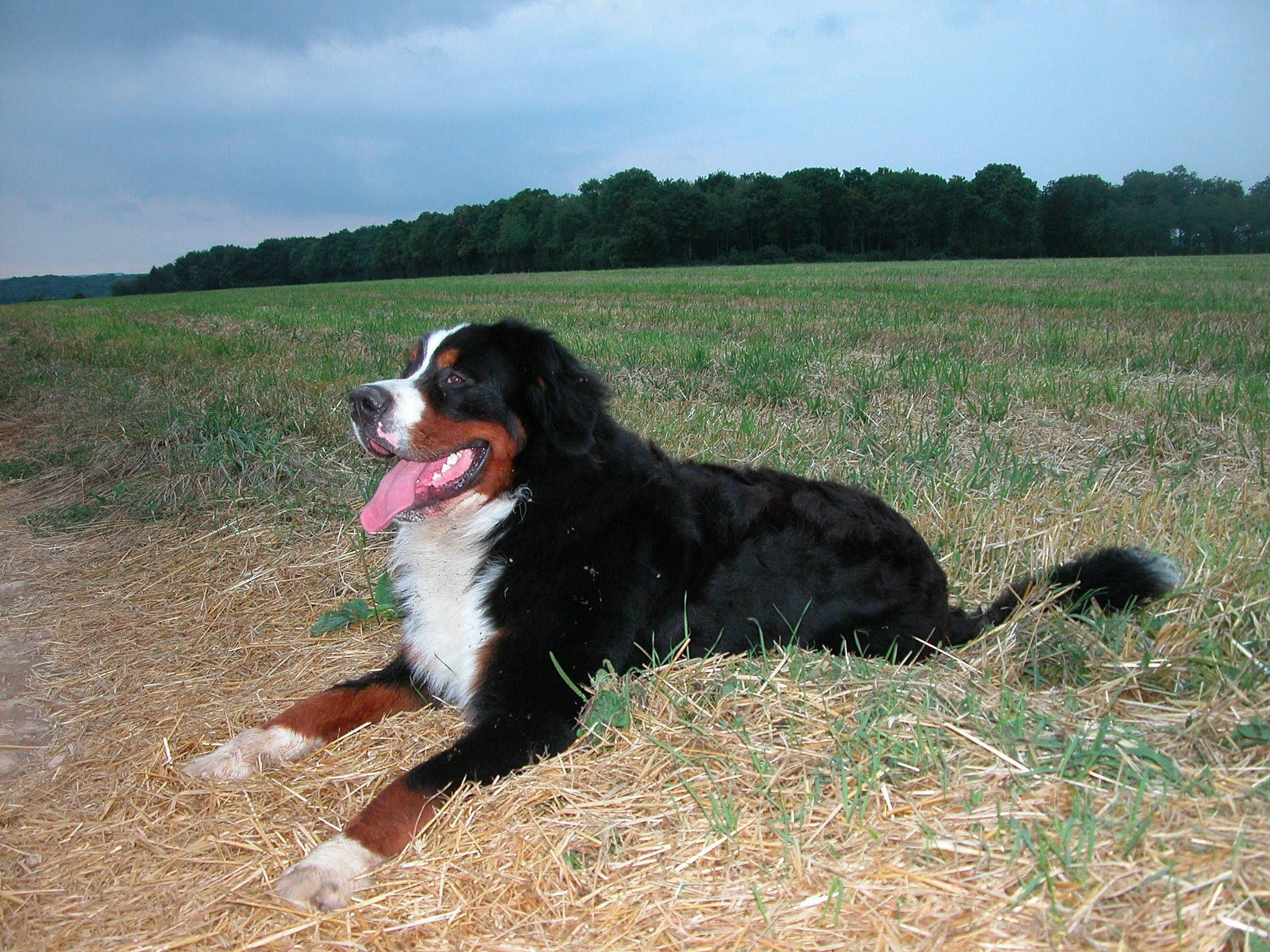 Hermès participe au concours pour gagner de l'argent avec cette photo : bernese_mountain_dog, canidae, carnivore, companion_dog, dog, dog_breed, english_shepherd, greater_swiss_mountain_dog, mammal, sporting_group, vertebrate, working_dog