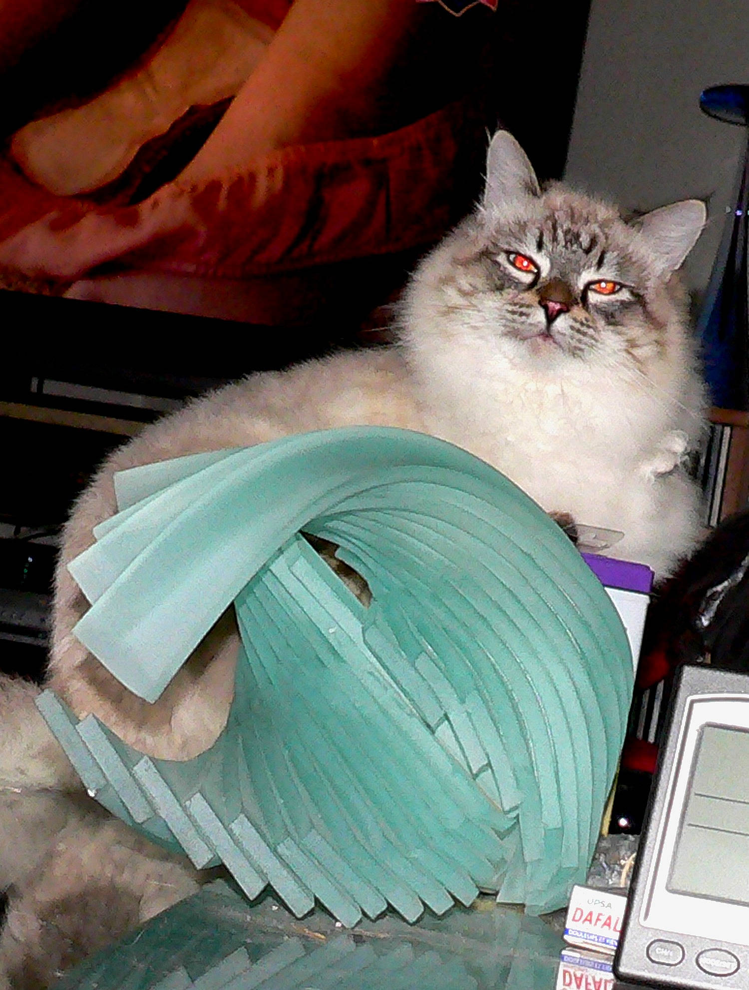 Pasha participe au concours pour gagner de l'argent avec cette photo : burmilla, carnivore, cat, domestic_long_haired_cat, felidae, norwegian_forest_cat, persian, ragamuffin, ragdoll, small_to_medium_sized_cats, turkish_angora, turkish_van, whiskers