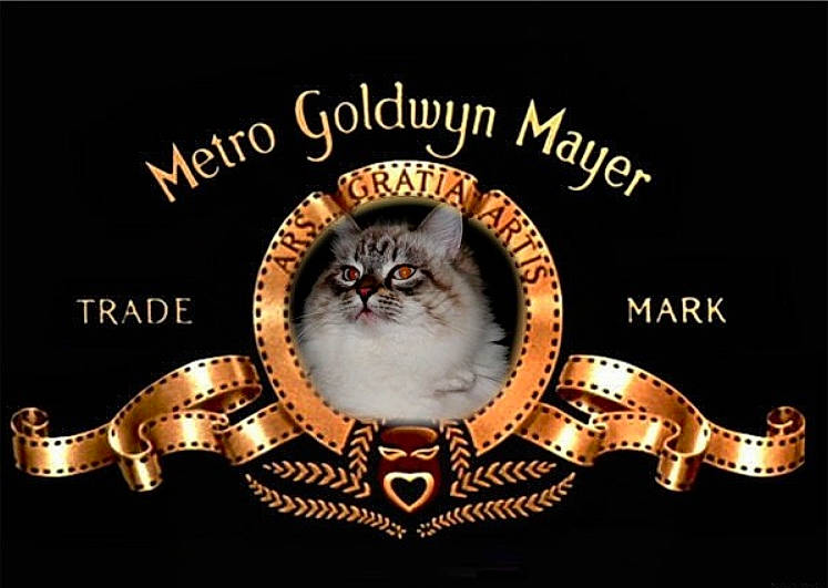 Pasha a rejoint le concours — aidez-le/la à gagner de superbes lots ! american_curl, asian, carnivore, cat, felidae, font, graphics, kitten, norwegian_forest_cat, photo_caption, small_to_medium_sized_cats, text, whiskers