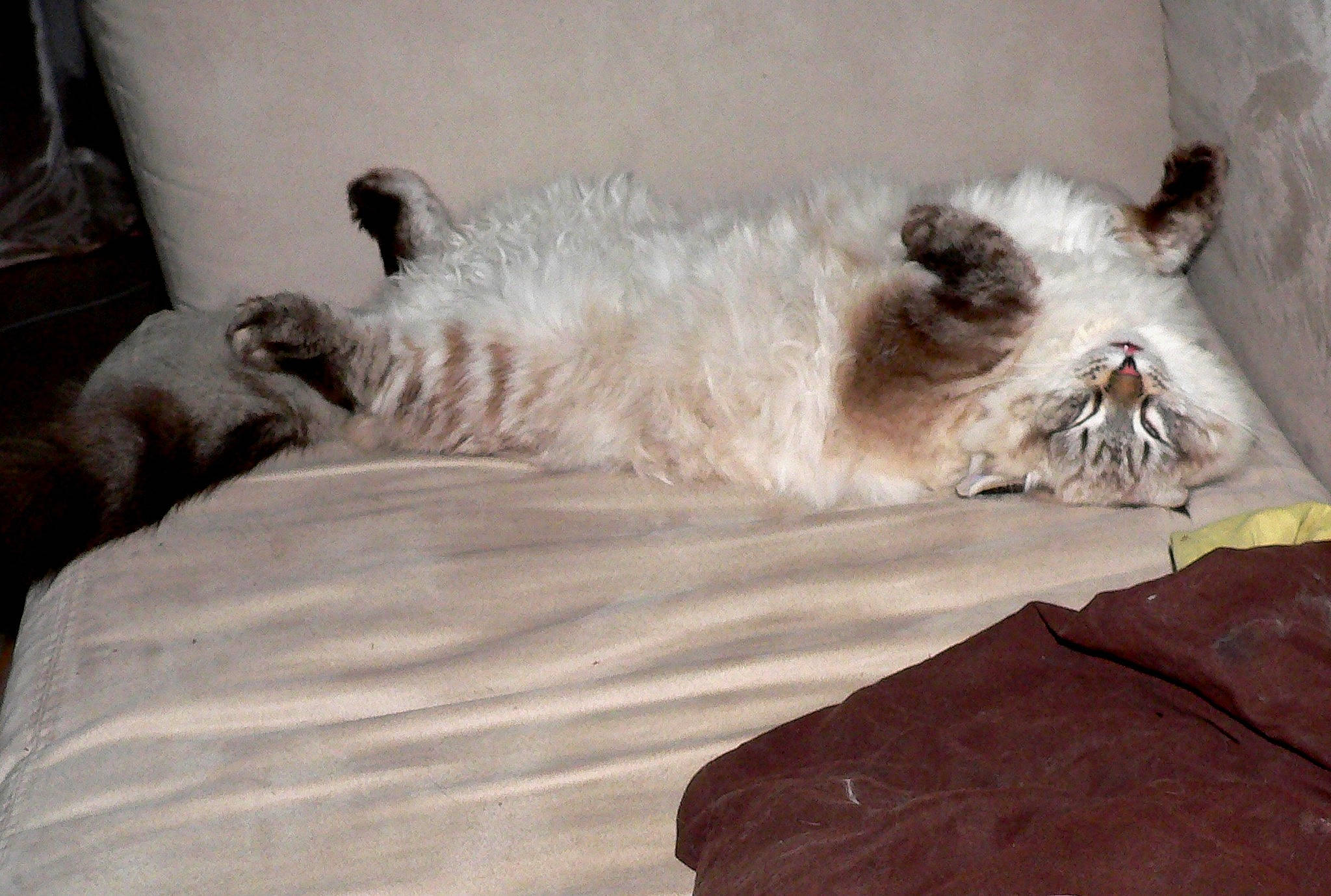 Pasha a rejoint le concours — aidez-le/la à gagner de superbes lots ! balinese, birman, canidae, carnivore, cat, dog_breed, felidae, himalayan, mammal, nap, ragdoll, small_to_medium_sized_cats, whiskers