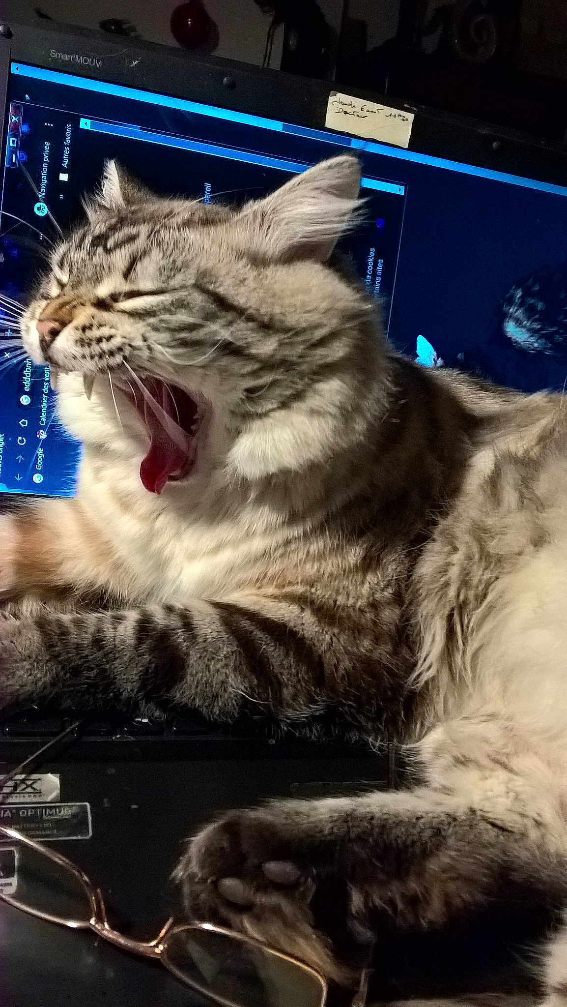 Pasha