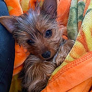 Haley Lynn joined the competition — help win amazing prizes! animal, blanket, closeup, companion, cozy, cute, dog, ears, fur, indoor, nose, orange, pet, puppy, sleepy, small, snuggling, soft, warm, yellow