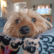 Annie Oakley joined the competition — help win amazing prizes! animal, blanket, blurred_background, close_up, cozy, curious, cute, dog, fur, furry, home, indoor, lamp, living_room, nose, pet, relaxed, resting, sofa, whiskers
