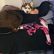 Shiloh joined the competition — help win amazing prizes! dog, husky, person, blanket, bed, couch, indoor, resting, sleeping, cozy, comfort, animal, pet, fur, head, face, home, curtain, pillow, relaxation