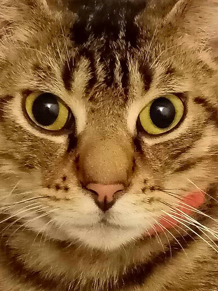 Shimba a rejoint le concours — aidez-le/la à gagner de superbes lots ! carnivore, cat, close_up, domestic_short_haired_cat, ear, fang, felidae, fur, grass, mammal, organism, paw, photo_caption, small_to_medium_sized_cats, snout, terrestrial_animal, vertebrate, whiskers, wildlife