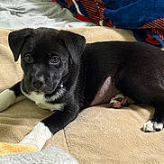 Zelda is registered to the contest to win money with this photo: puppy, dog, black_and_white, blanket, bed, lying_down, pet, young, cute, indoors, fur, paw, looking, collar, resting, animal, canine, small, fur_pattern, cozy