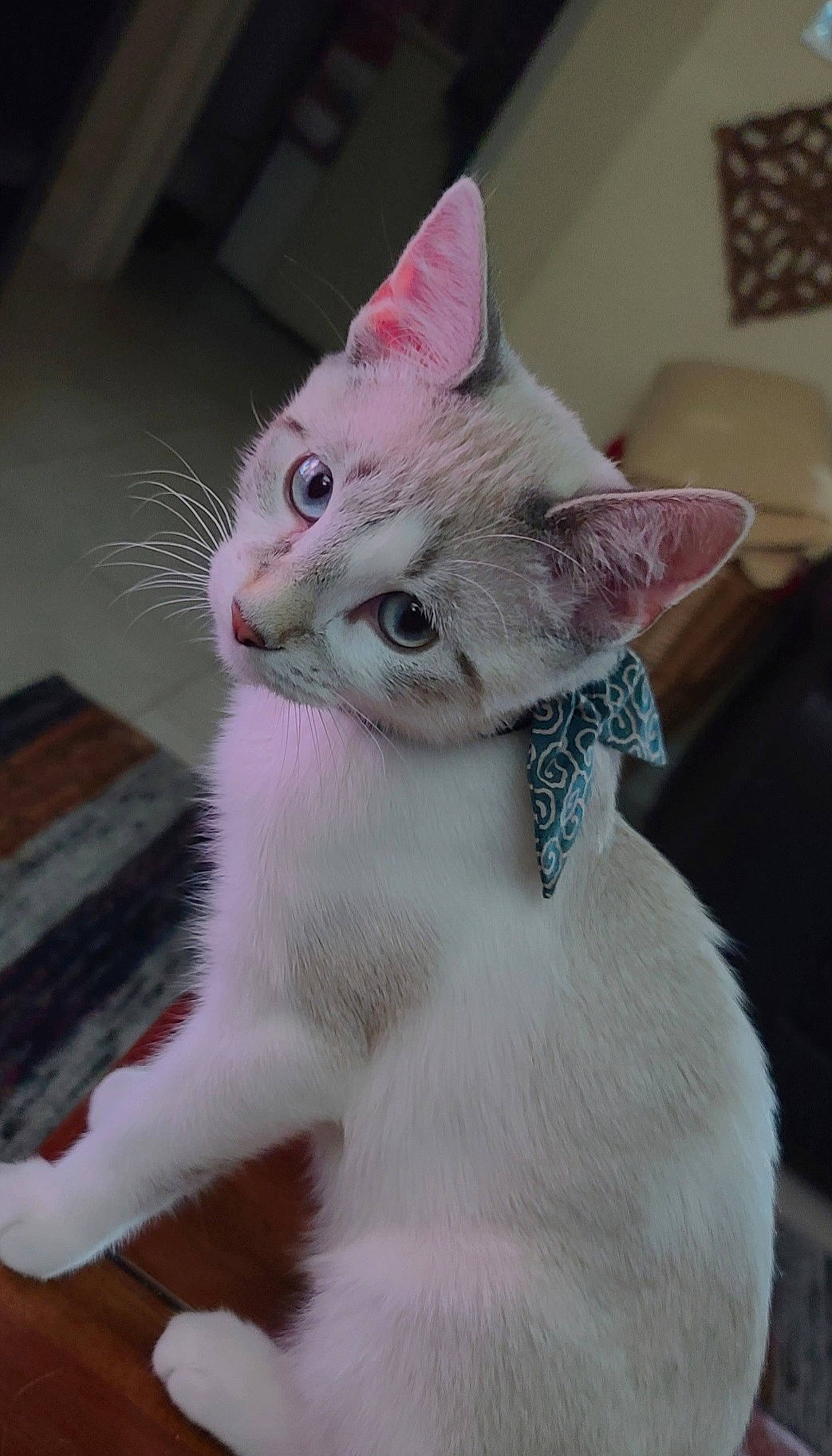 Boo joined the competition — help win amazing prizes! carnivore, cat, collar, domestic_short_haired_cat, ear, felidae, fur, paw, small_to_medium_sized_cats, snout, tail, whiskers