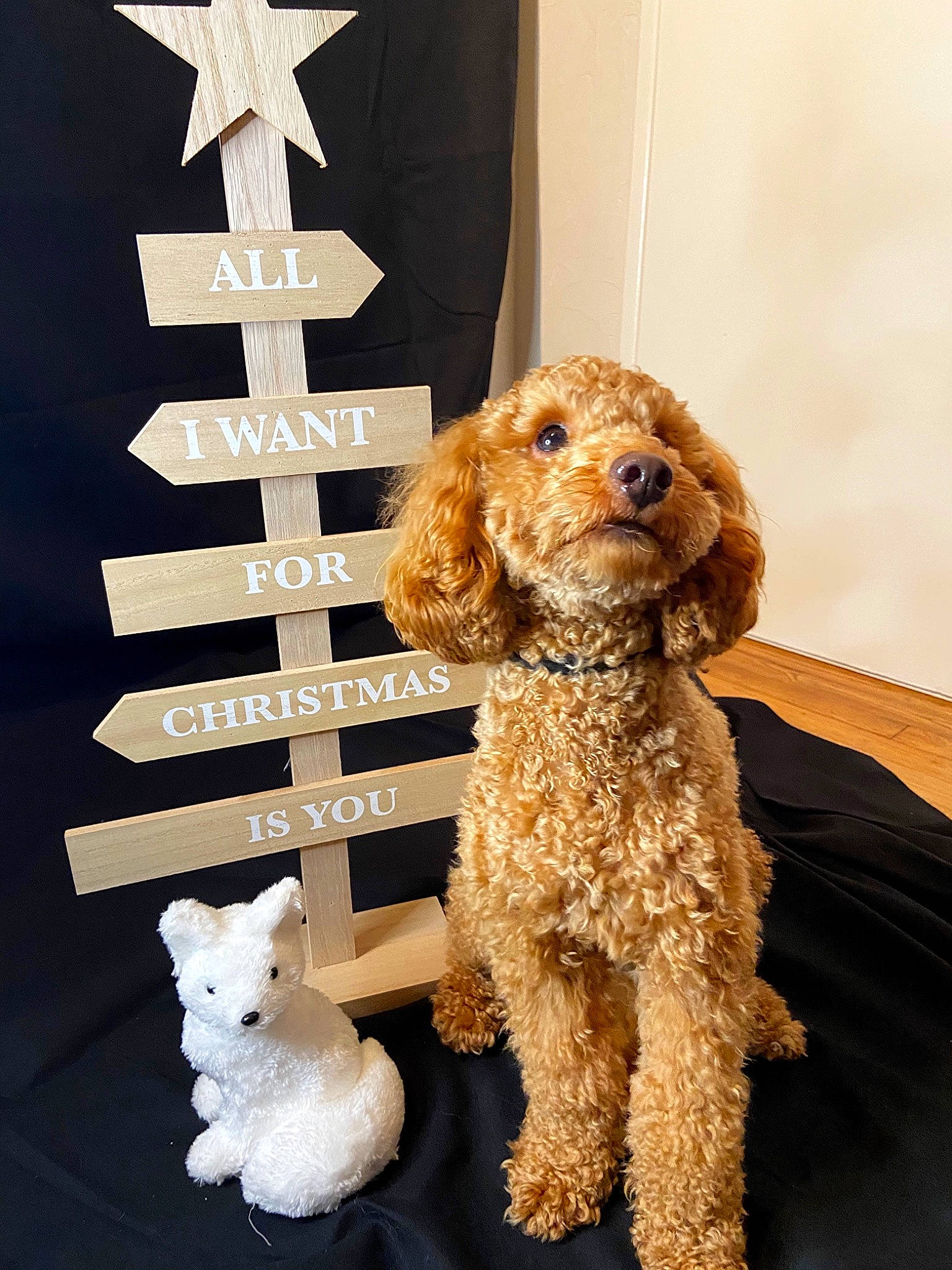 Paddington a rejoint le concours — aidez-le/la à gagner de superbes lots ! brown, carnivore, companion_dog, dog, dog_breed, fashion_design, fawn, fur, labradoodle, mammal, pet_supply, poodle, spaniel, sporting_group, toy, toy_dog, water_dog, white, wood, working_animal
