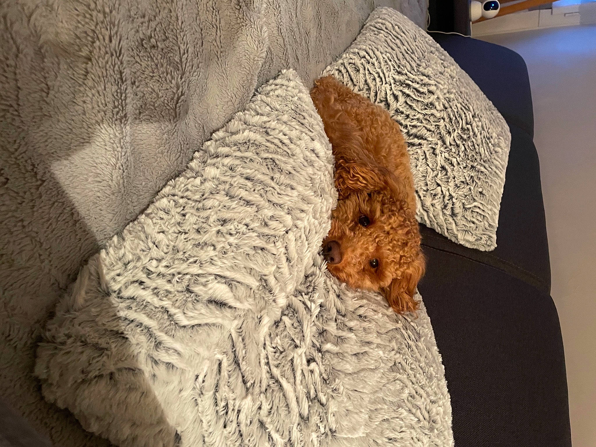 Paddington a rejoint le concours — aidez-le/la à gagner de superbes lots ! art, carnivore, comfort, companion_dog, couch, dog, dog_breed, fawn, floor, flooring, fur, grey, house, linens, pattern, sleeve, sporting_group, textile, wood, wool