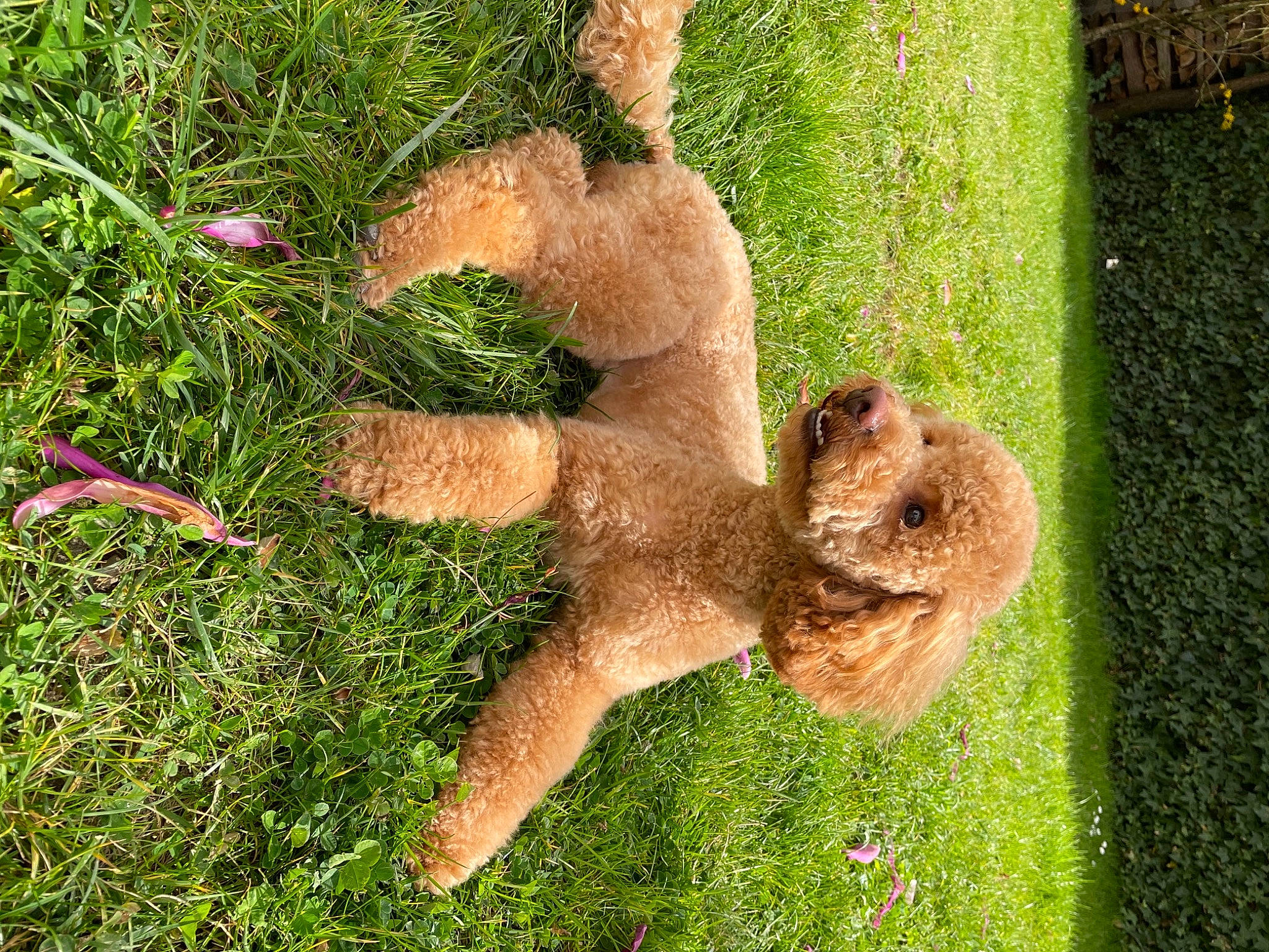 Paddington a rejoint le concours — aidez-le/la à gagner de superbes lots ! companion_dog, dog_breed, fawn, fur, grass, grass_family, groundcover, hare, people_in_nature, plant, rodent, shrub, sporting_group, squirrel, stuffed_toy, tail, terrestrial_animal, toy, trunk, wood