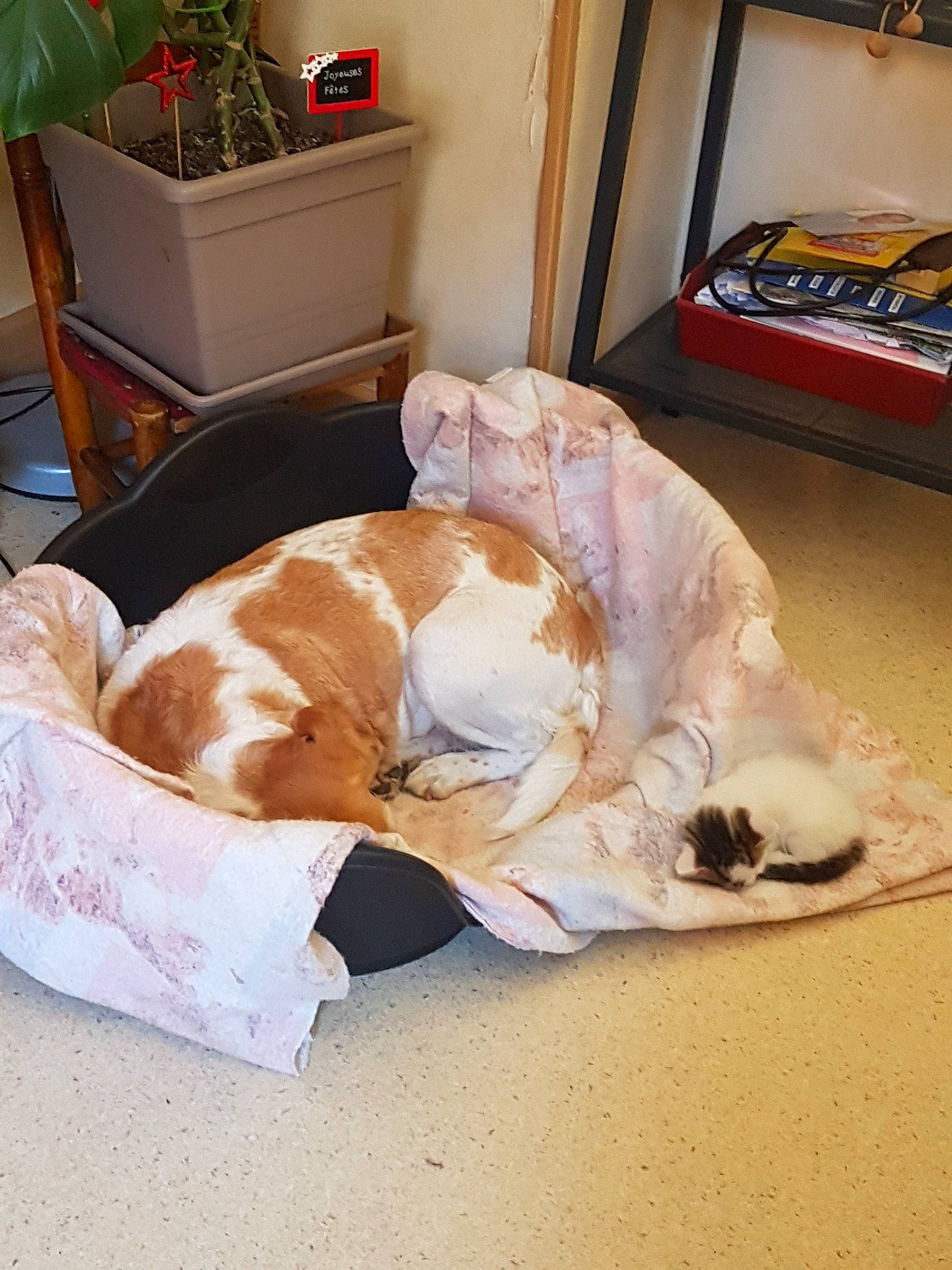 Diva a rejoint le concours — aidez-le/la à gagner de superbes lots ! basset_hound, canidae, carnivore, cat, companion_dog, dog, dog_breed, nap, paw, pointer, sleep, sporting_group, tail