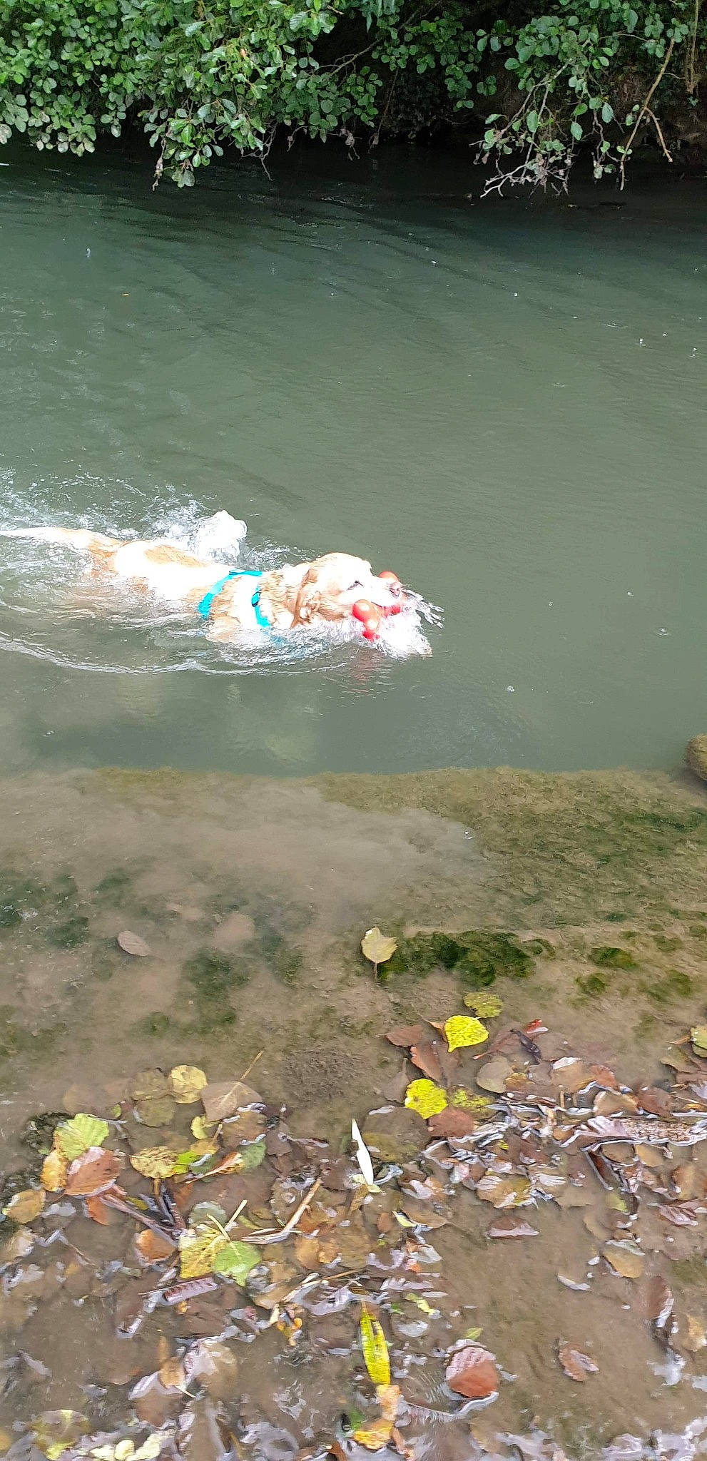 Diva a rejoint le concours — aidez-le/la à gagner de superbes lots ! bank, pollution, river, vacation, waste, water, water_resources, watercourse