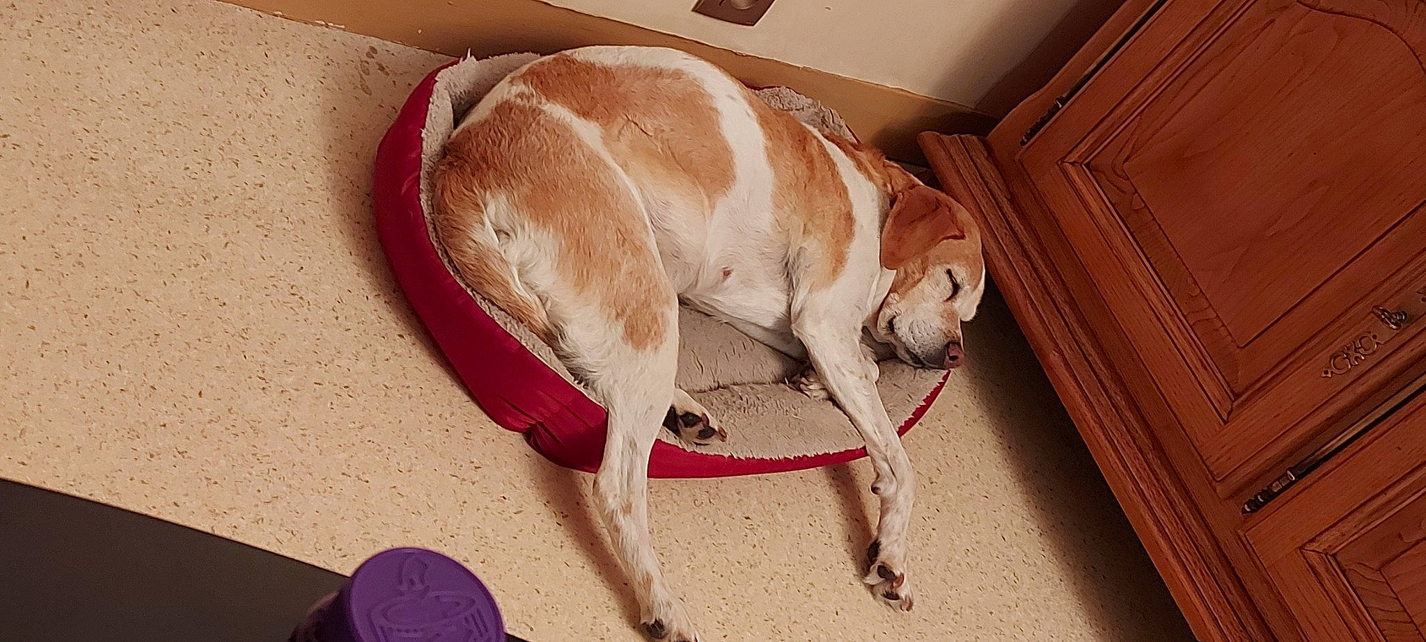 Diva a rejoint le concours — aidez-le/la à gagner de superbes lots ! canidae, carnivore, collar, comfort, companion_dog, dog, dog_breed, dog_collar, dog_supply, fawn, flooring, liver, pet_supply, sighthound, snout, sporting_group, tail, whiskers, wood, working_animal