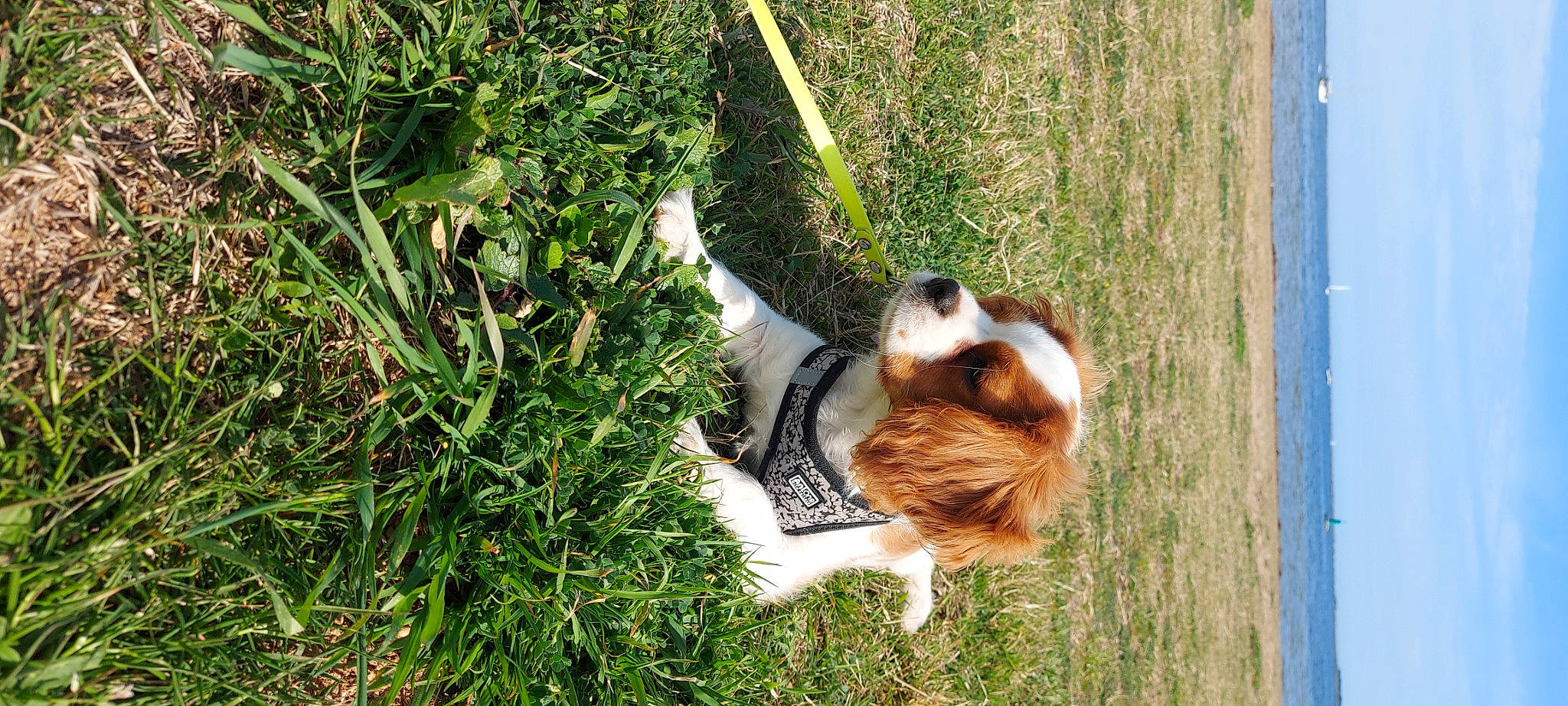 Vicky participe au concours pour gagner de l'argent avec cette photo : canidae, carnivore, companion_dog, dog, dog_breed, fawn, felidae, fur, grass, groundcover, paw, plant, small_to_medium_sized_cats, sporting_group, tail, terrestrial_animal, terrier, toy_dog, wildlife, wood