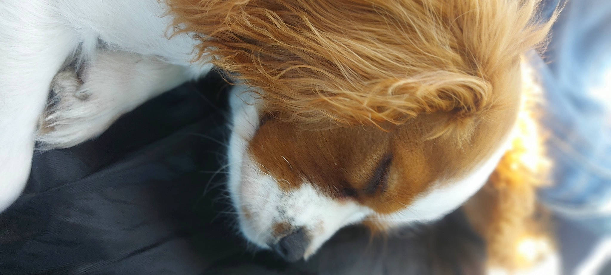 Vicky a rejoint le concours — aidez-le/la à gagner de superbes lots ! carnivore, close_up, companion_dog, dog, dog_breed, ear, eye, eyelash, fawn, fur, hair, human_body, human_leg, liver, nose, sporting_group, tail, whiskers, wood, working_animal