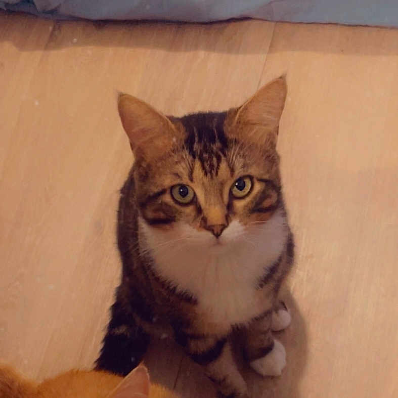 Yuki participe au concours pour gagner de l'argent avec cette photo : animal, cat, companion, curious, cute, domestic_cat, ears, eyes, feline, fur, house_pet, indoor, looking_up, mammal, pet, sitting, tabby_cat, two_cats, whiskers, wooden_floor