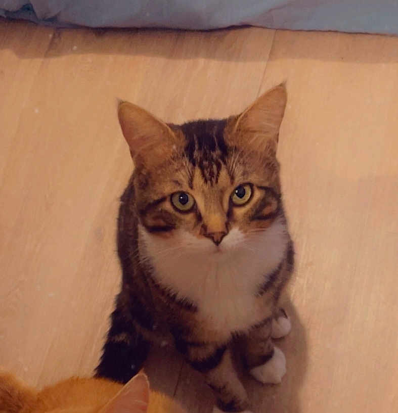 Yuki participe au concours pour gagner de l'argent avec cette photo : cat, tabby_cat, pet, animal, indoor, wooden_floor, curious, looking_up, fur, whiskers, ears, eyes, domestic_cat, mammal, cute, feline, sitting, companion, house_pet, two_cats