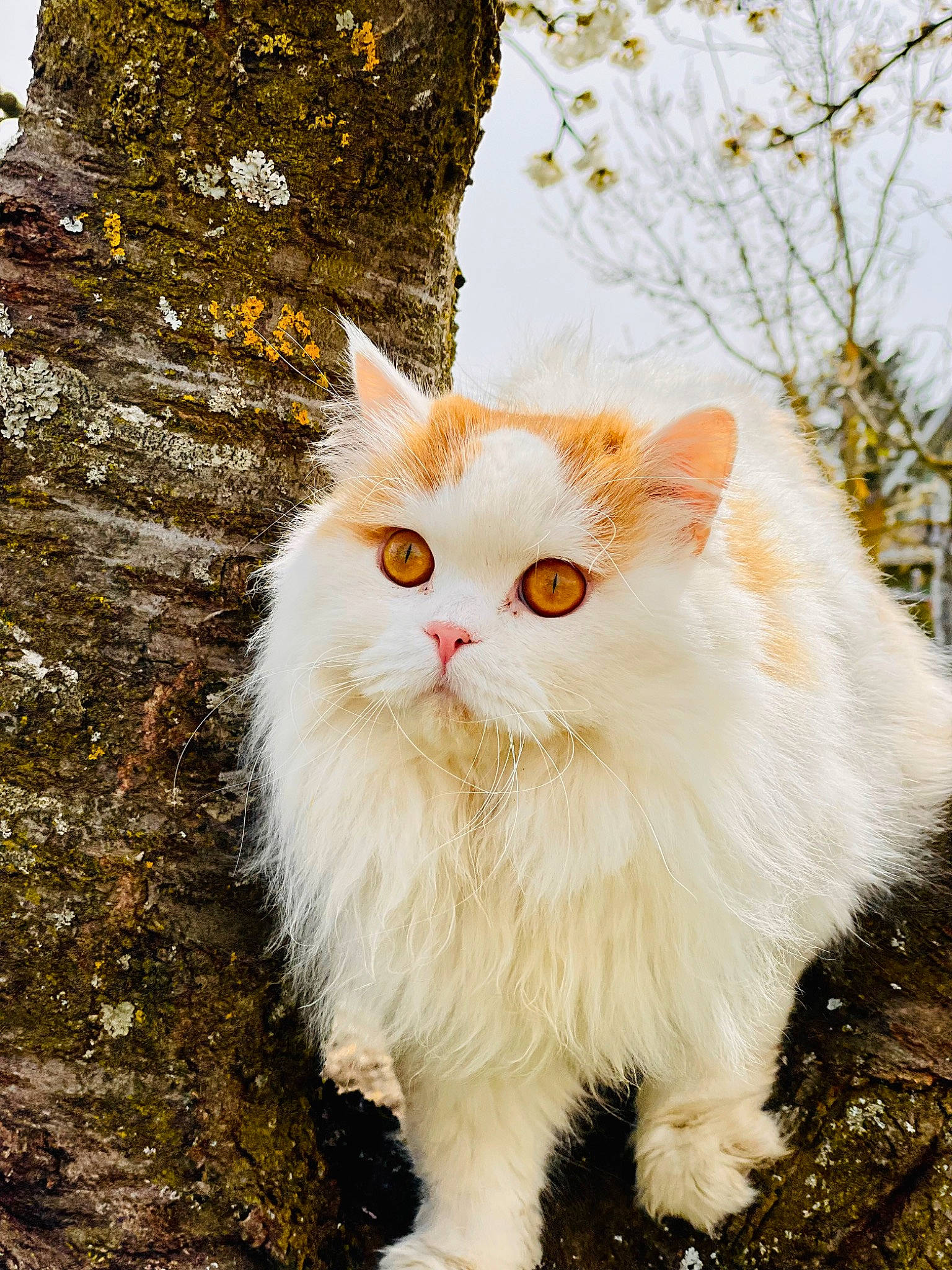 Pumpkin participe au concours pour gagner de l'argent avec cette photo : carnivore, cat, fawn, felidae, fur, grass, plant, small_to_medium_sized_cats, snout, tail, terrestrial_animal, tree, trunk, whiskers, wood