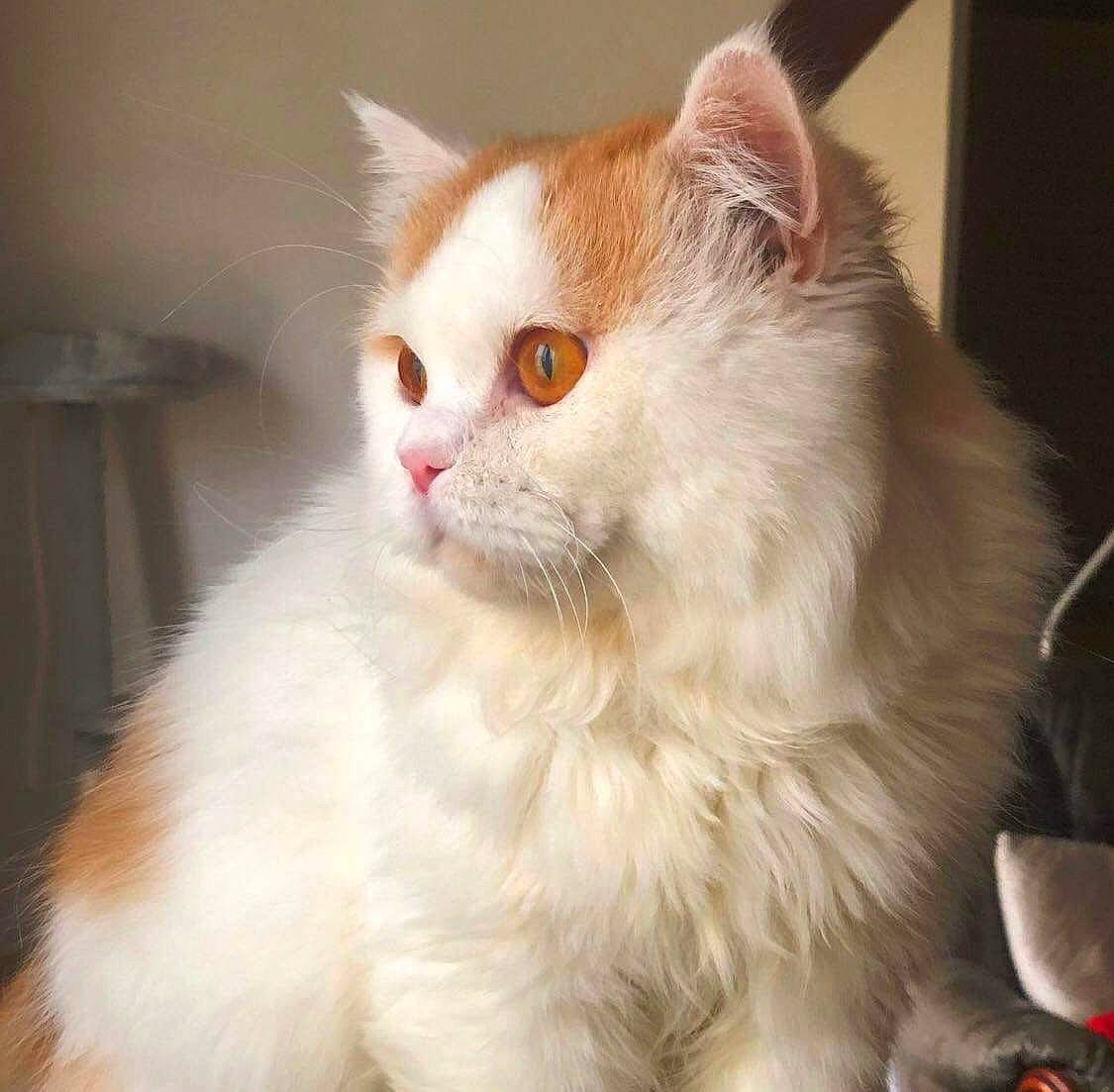 Pumpkin a rejoint le concours — aidez-le/la à gagner de superbes lots ! carnivore, cat, felidae, fur, iris, small_to_medium_sized_cats, snout, terrestrial_animal, whiskers, window