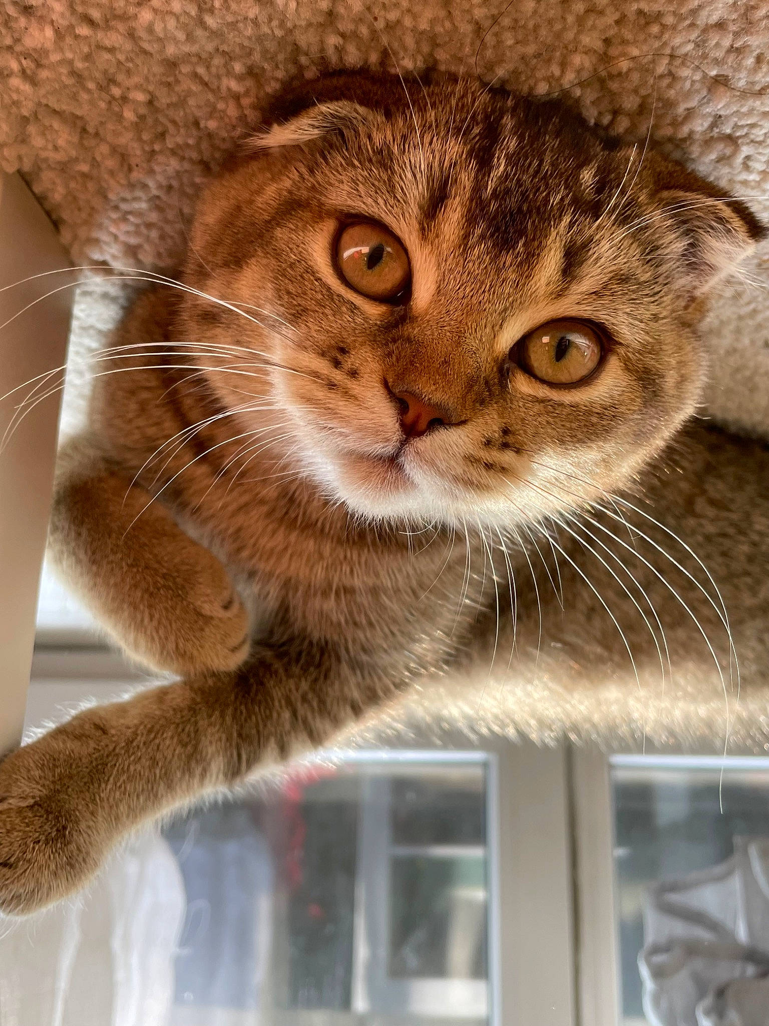 Kimiko participe au concours pour gagner de l'argent avec cette photo : carnivore, cat, cat_supply, claw, domestic_short_haired_cat, door, fawn, felidae, fur, paw, pet_supply, small_to_medium_sized_cats, snout, tail, terrestrial_animal, whiskers, wildlife, window, wood