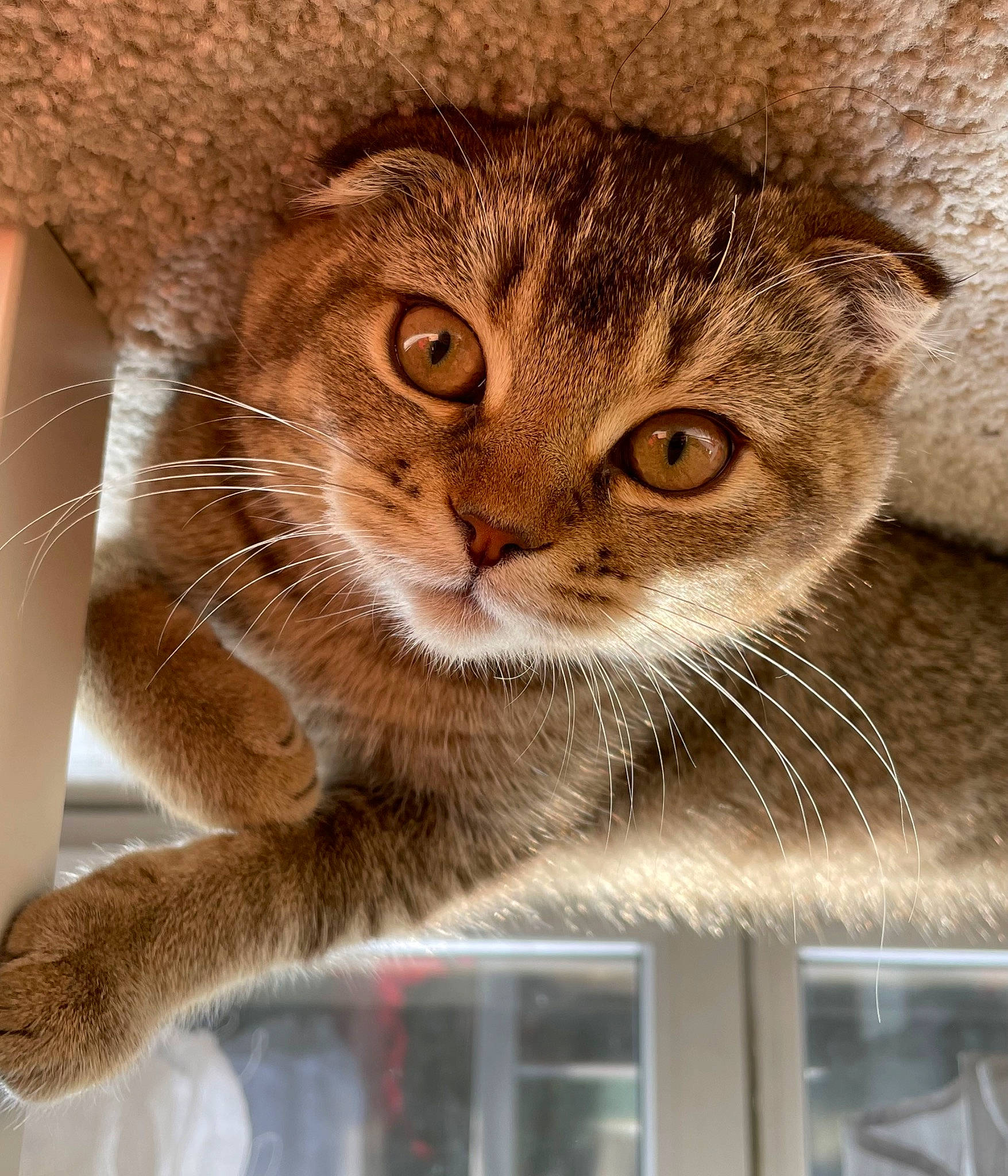 Kimiko a rejoint le concours — aidez-le/la à gagner de superbes lots ! carnivore, cat, cat_supply, claw, close_up, domestic_short_haired_cat, door, fawn, felidae, fur, paw, pet_supply, photo_caption, small_to_medium_sized_cats, snout, terrestrial_animal, whiskers, window, wood