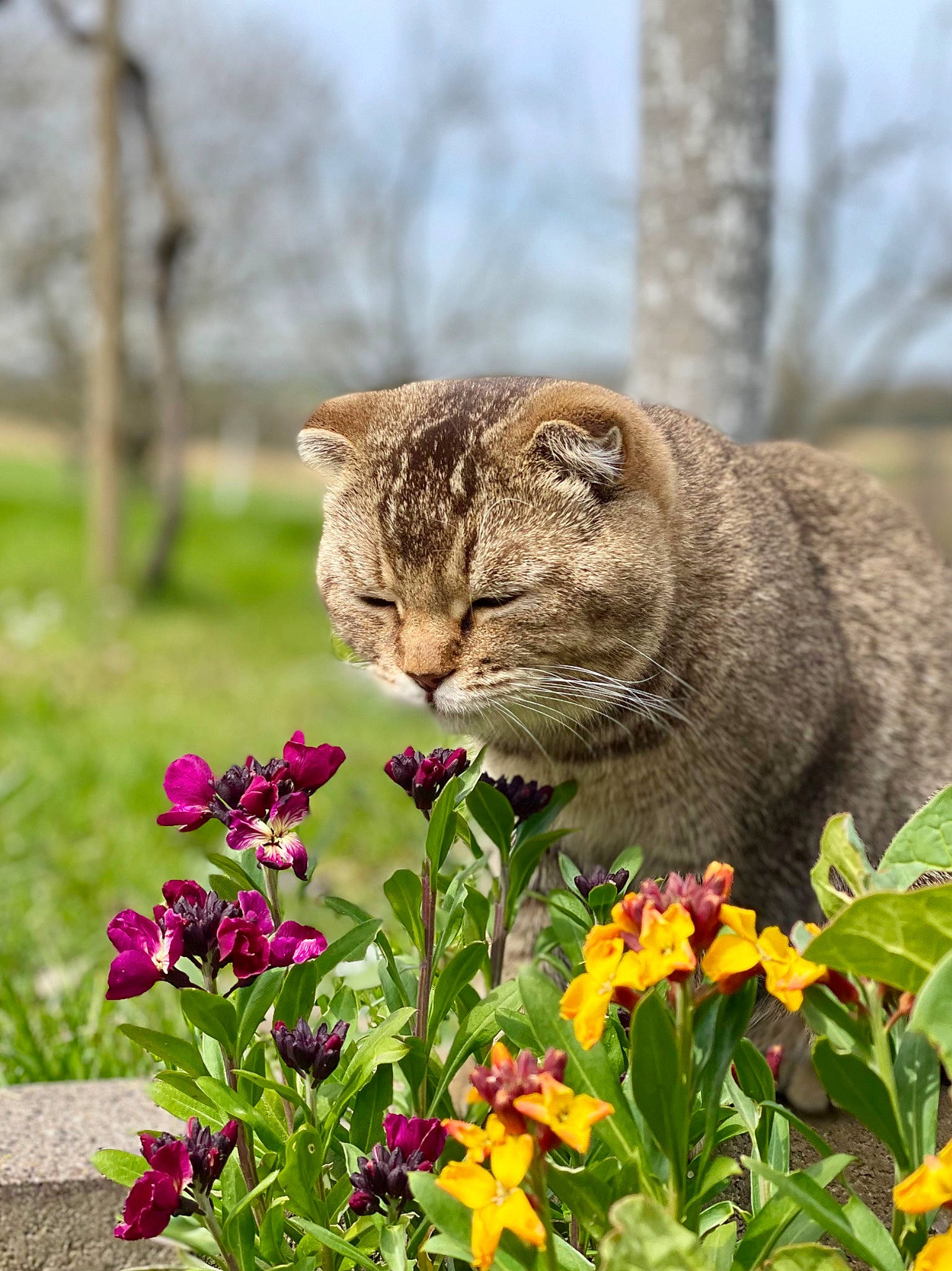 Kimiko participe au concours pour gagner de l'argent avec cette photo : annual_plant, botany, carnivore, cat, fawn, felidae, flower, flowering_plant, grass, groundcover, herbaceous_plant, landscape, petal, plant, sky, small_to_medium_sized_cats, snout, terrestrial_animal, tree, whiskers