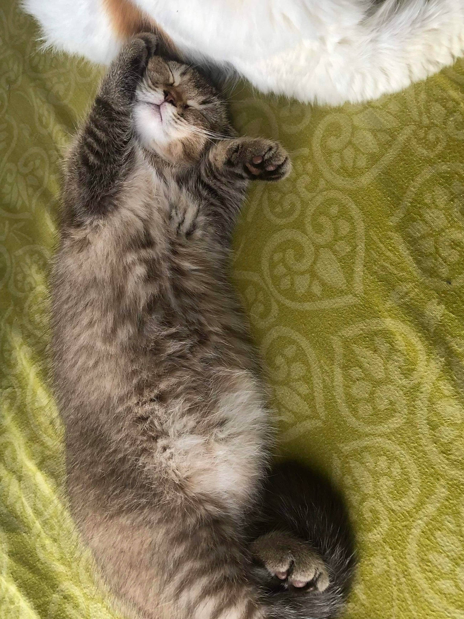 Kimiko a rejoint le concours — aidez-le/la à gagner de superbes lots ! carnivore, cat, claw, comfort, domestic_short_haired_cat, felidae, fur, paw, small_to_medium_sized_cats, tail, terrestrial_animal, whiskers