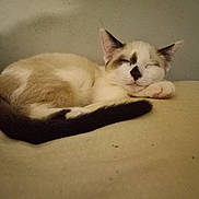 Blizz is registered to the contest to win money with this photo: animal, beige, cat, closeup, cozy, cute, ears, face, feline, fur, indoor, lying_down, paw, peaceful, pet, relaxed, resting, sleeping, tail, whiskers